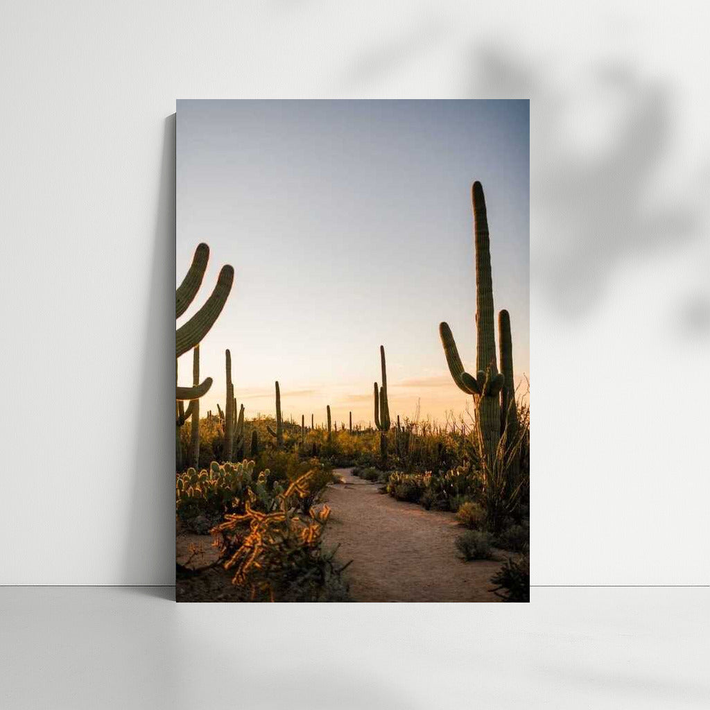 Arizona Grandeur: Sunset Among the Cacti