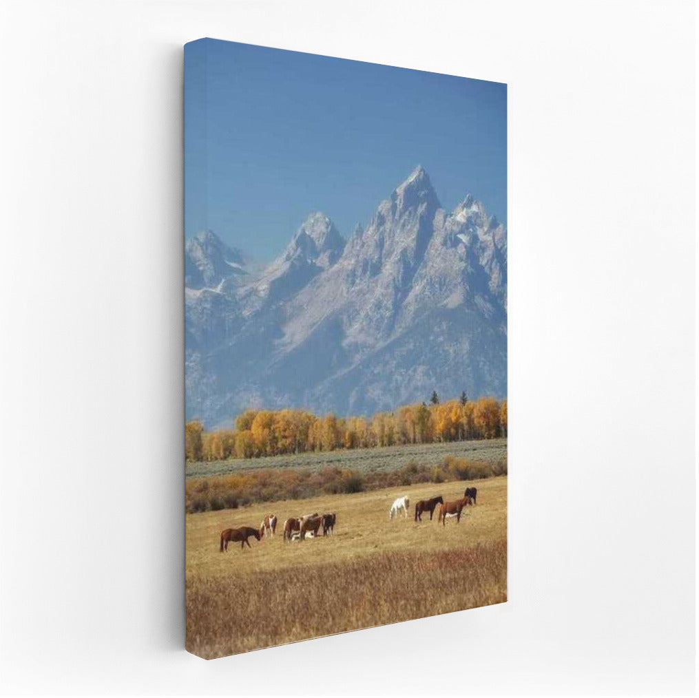 Mountains and Horses of Montana: Comfort and Freedom of the US Wilderness