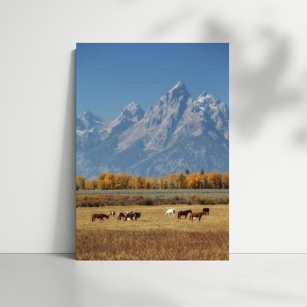 Mountains and Horses of Montana: Comfort and Freedom of the US Wilderness