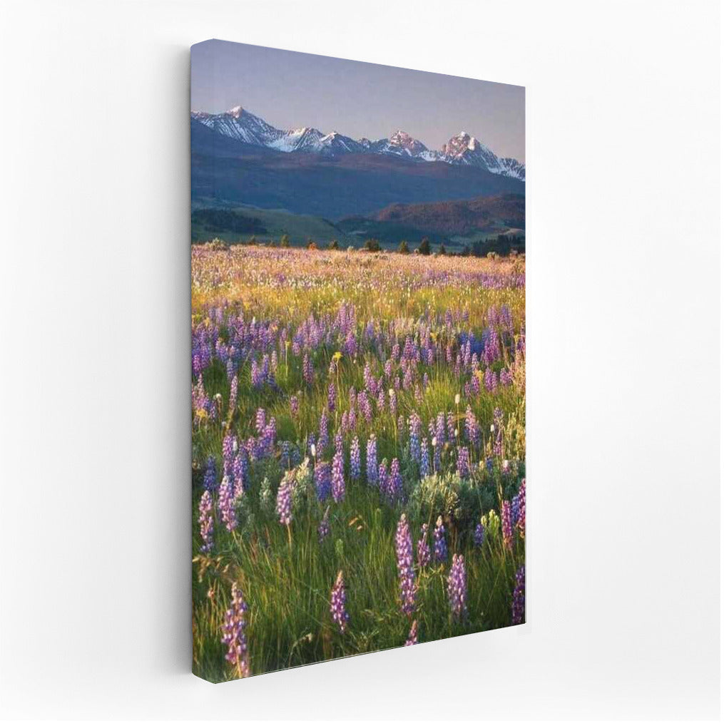 Blooming Landscapes and Mountain Peaks of Montana, USA