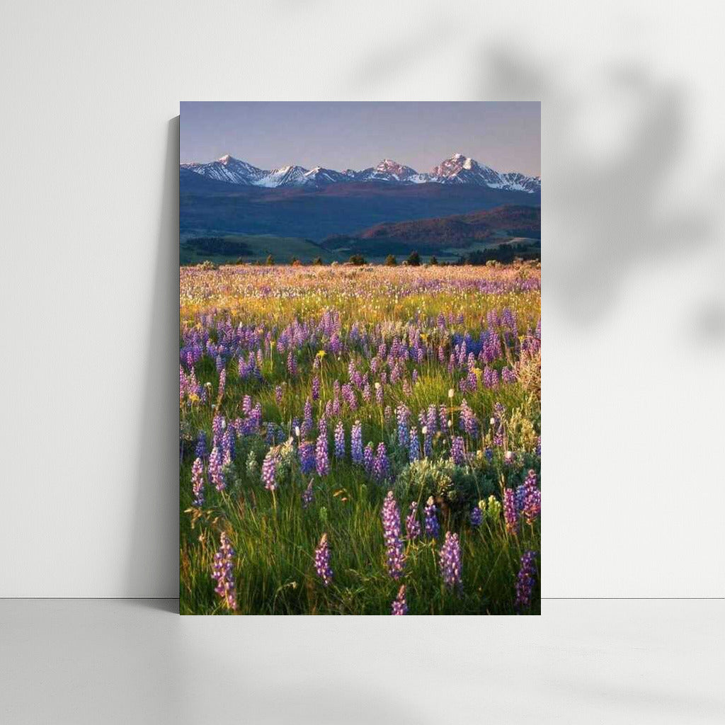 Blooming Landscapes and Mountain Peaks of Montana, USA