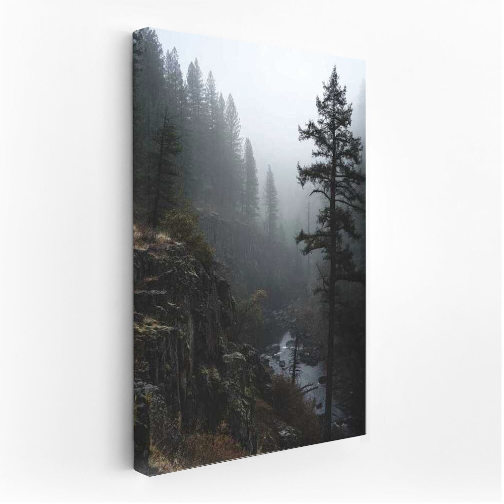 Foggy Morning in Oregon Woods: Wildlife USA