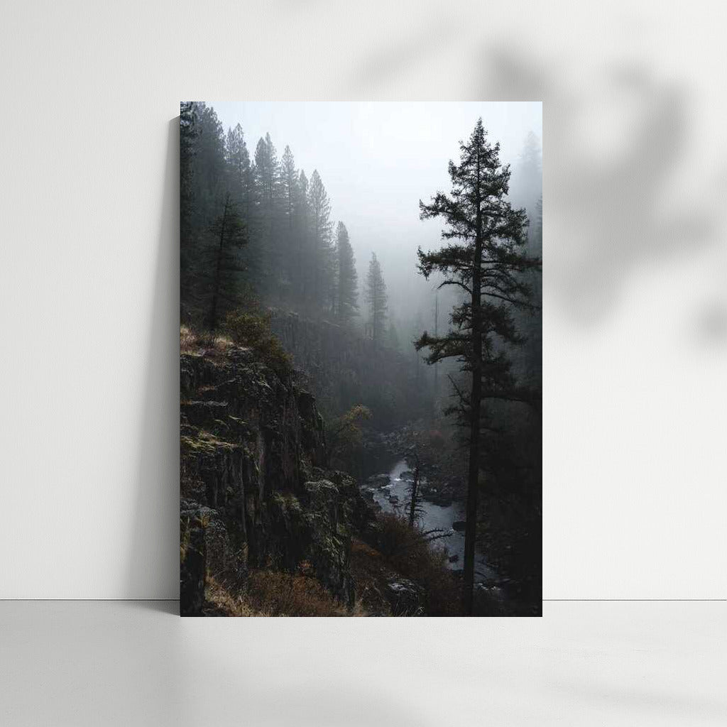 Foggy Morning in Oregon Woods: Wildlife USA