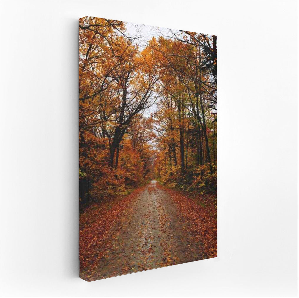 Vermont's Golden Autumn: Enchanting Forest of the USA