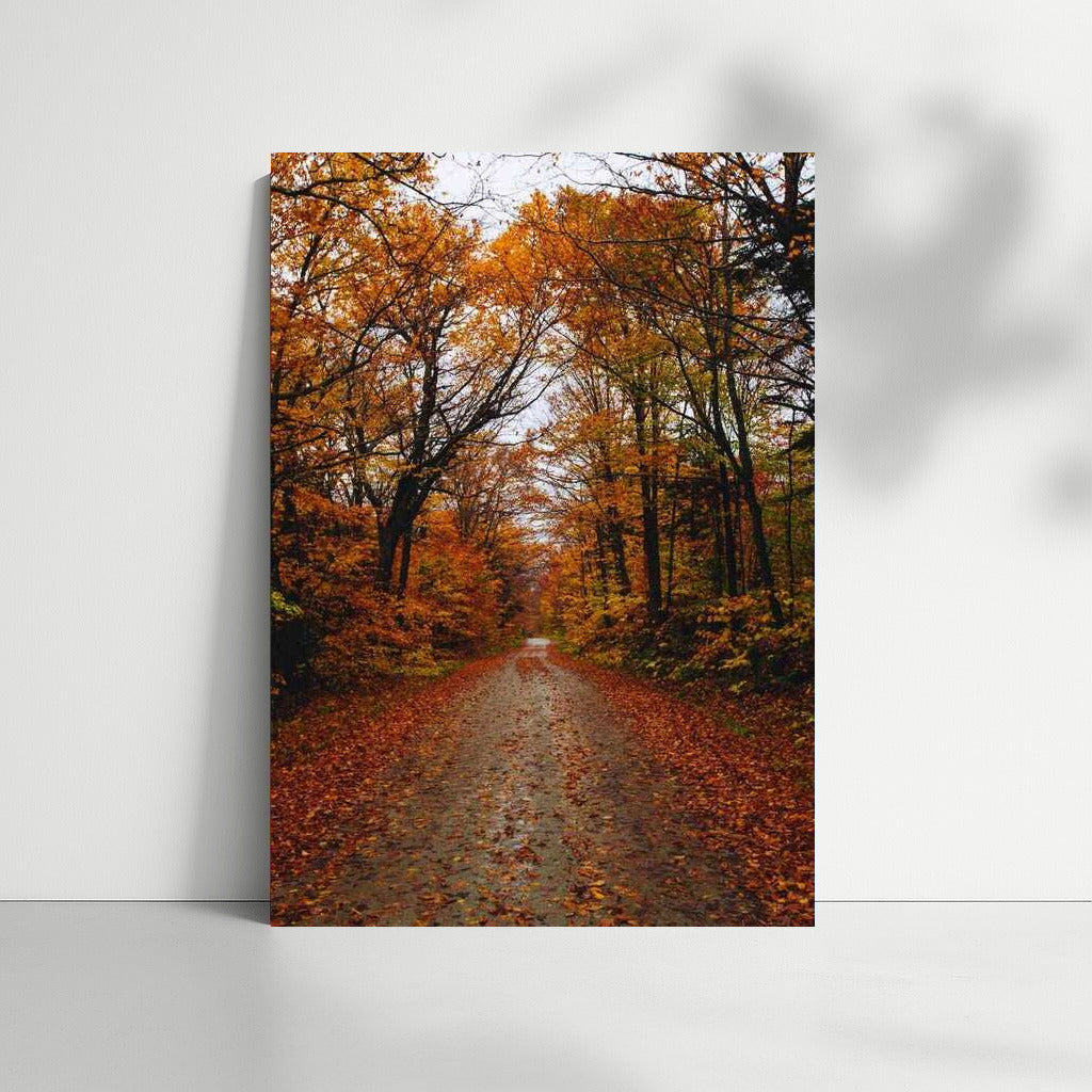 Vermont's Golden Autumn: Enchanting Forest of the USA