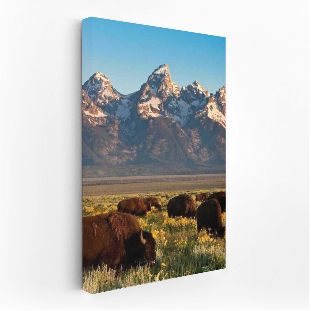 Teton Majesty: Bison of Wyoming, USA