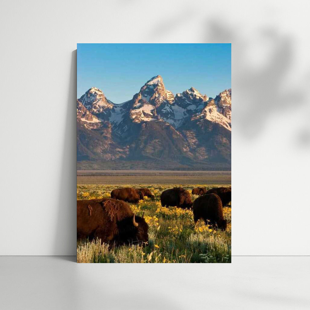 Teton Majesty: Bison of Wyoming, USA