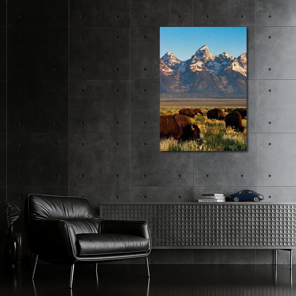 Teton Majesty: Bison of Wyoming, USA