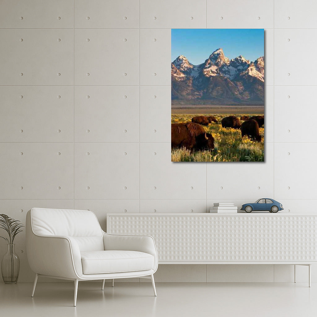 Teton Majesty: Bison of Wyoming, USA