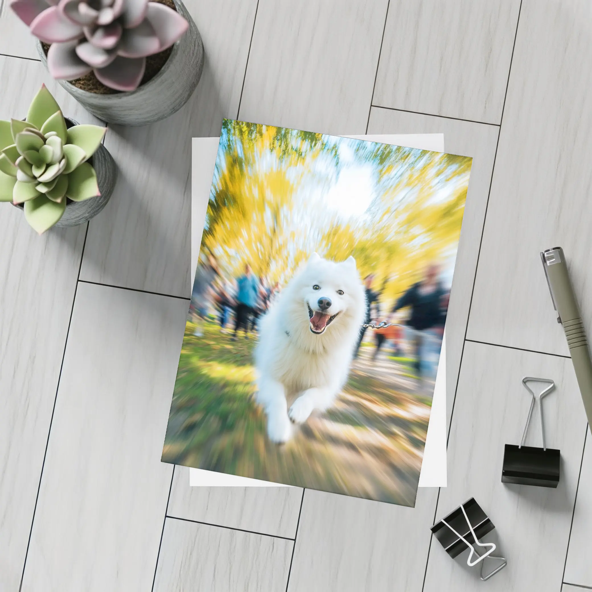 Samoyed Dog Running in Autumn Park – Postcards