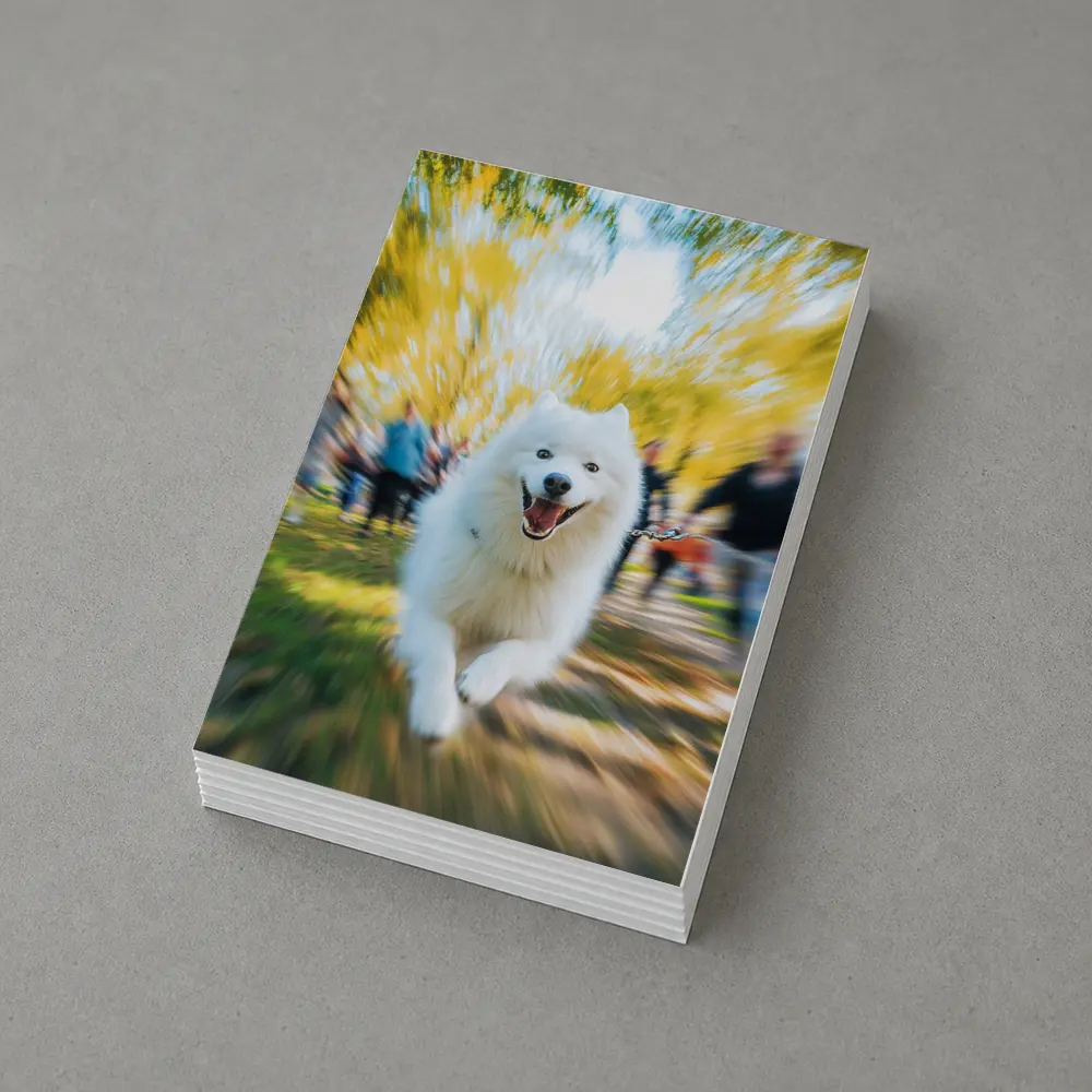 Samoyed Dog Running in Autumn Park – Postcards
