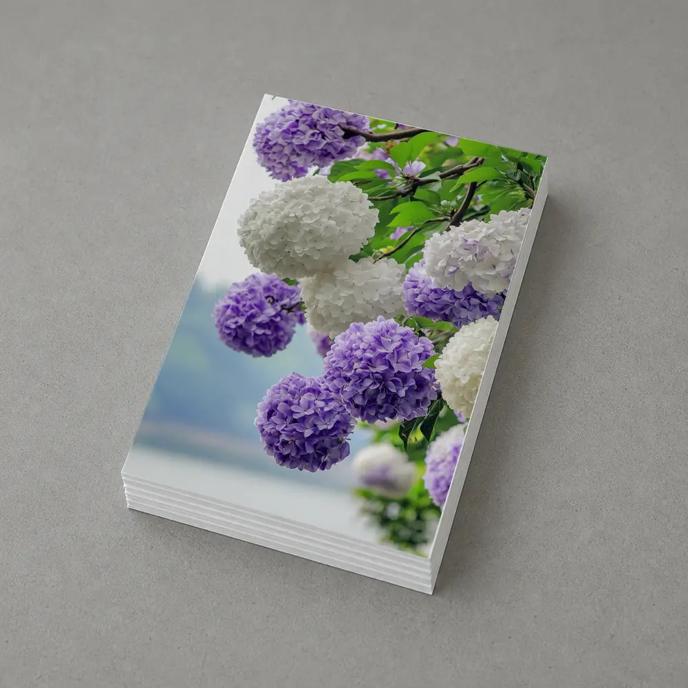 Purple White Hydrangea Blooms Over Lake – Postcards