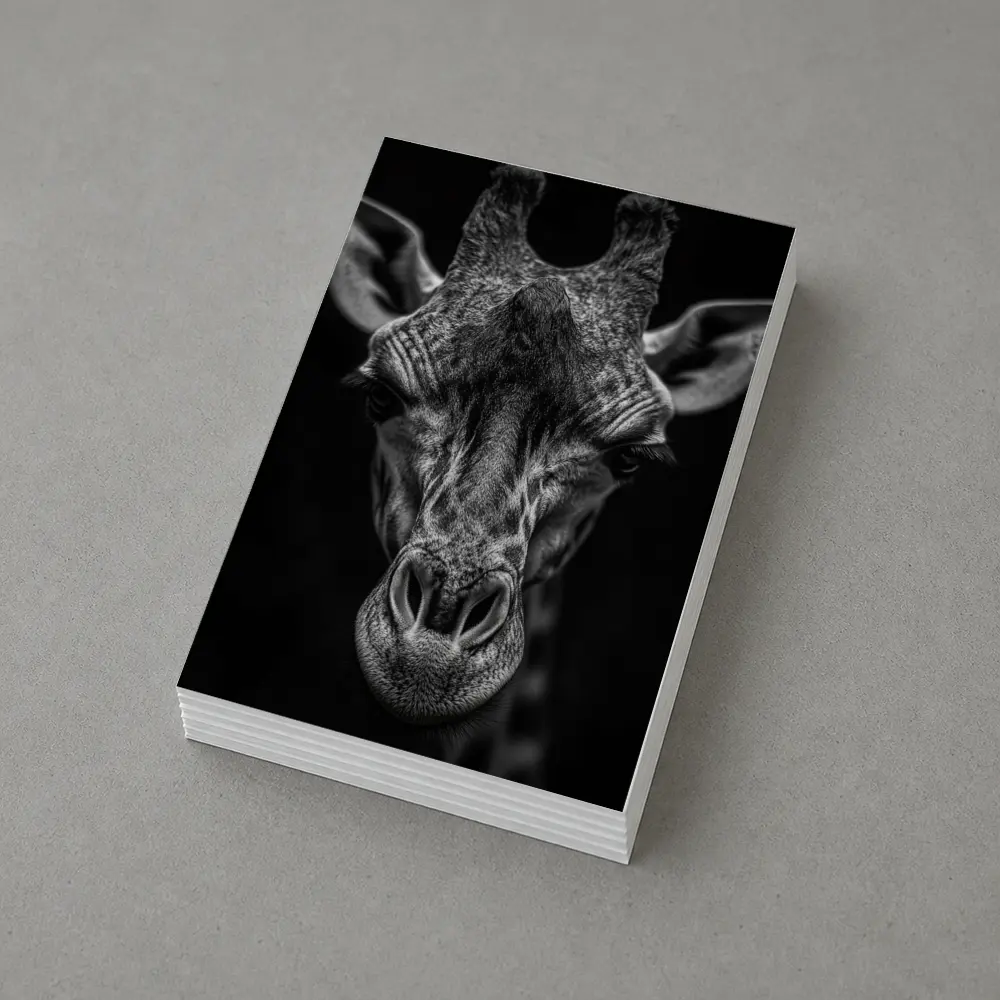 Giraffe Close Up Dark Black Background Portrait – Postcards