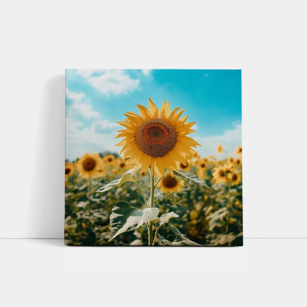 Sunflower Field Blue Sky Summer Day – Wall Art