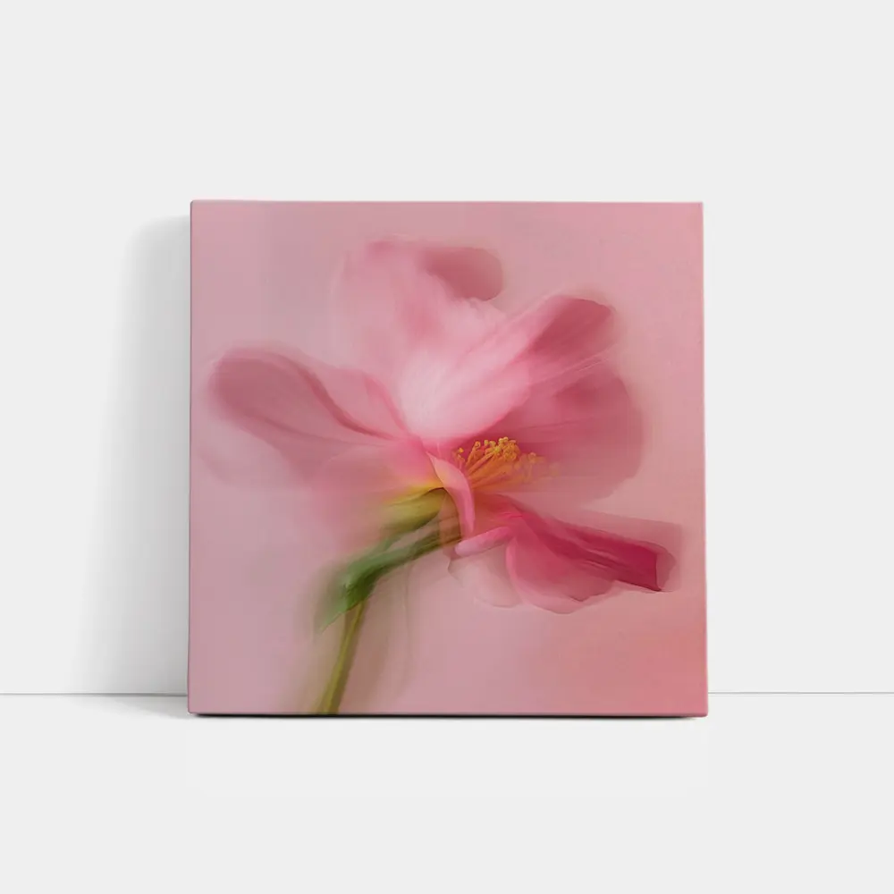 Pink Cosmos Flower Soft Blur Art – Wall Art