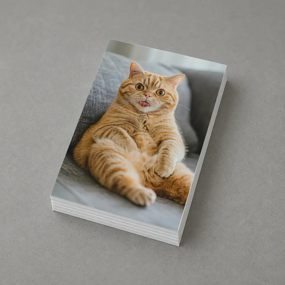 Funny Orange Tabby Cat on Gray Sofa – Postcards
