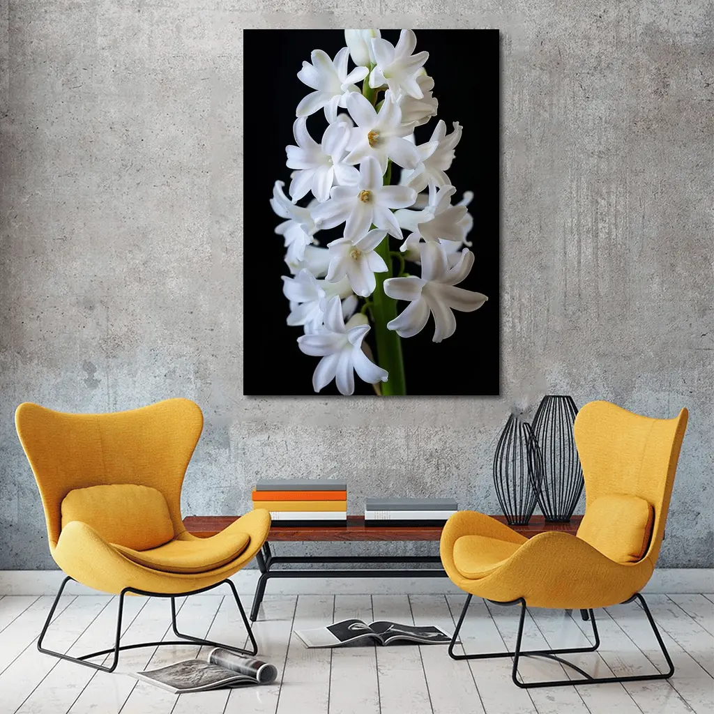 White Hyacinth Flower Black Background – Wall Art