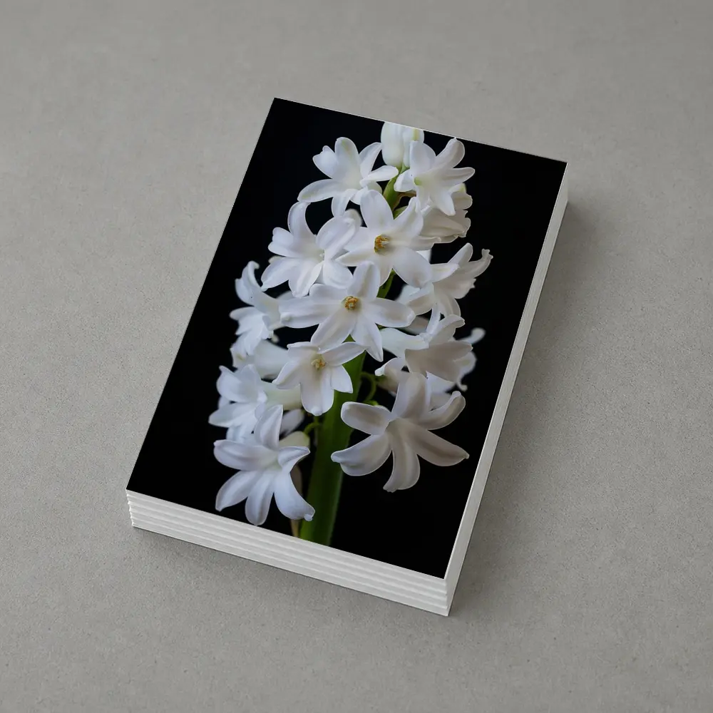 White Hyacinth Flower Black Background – Postcards