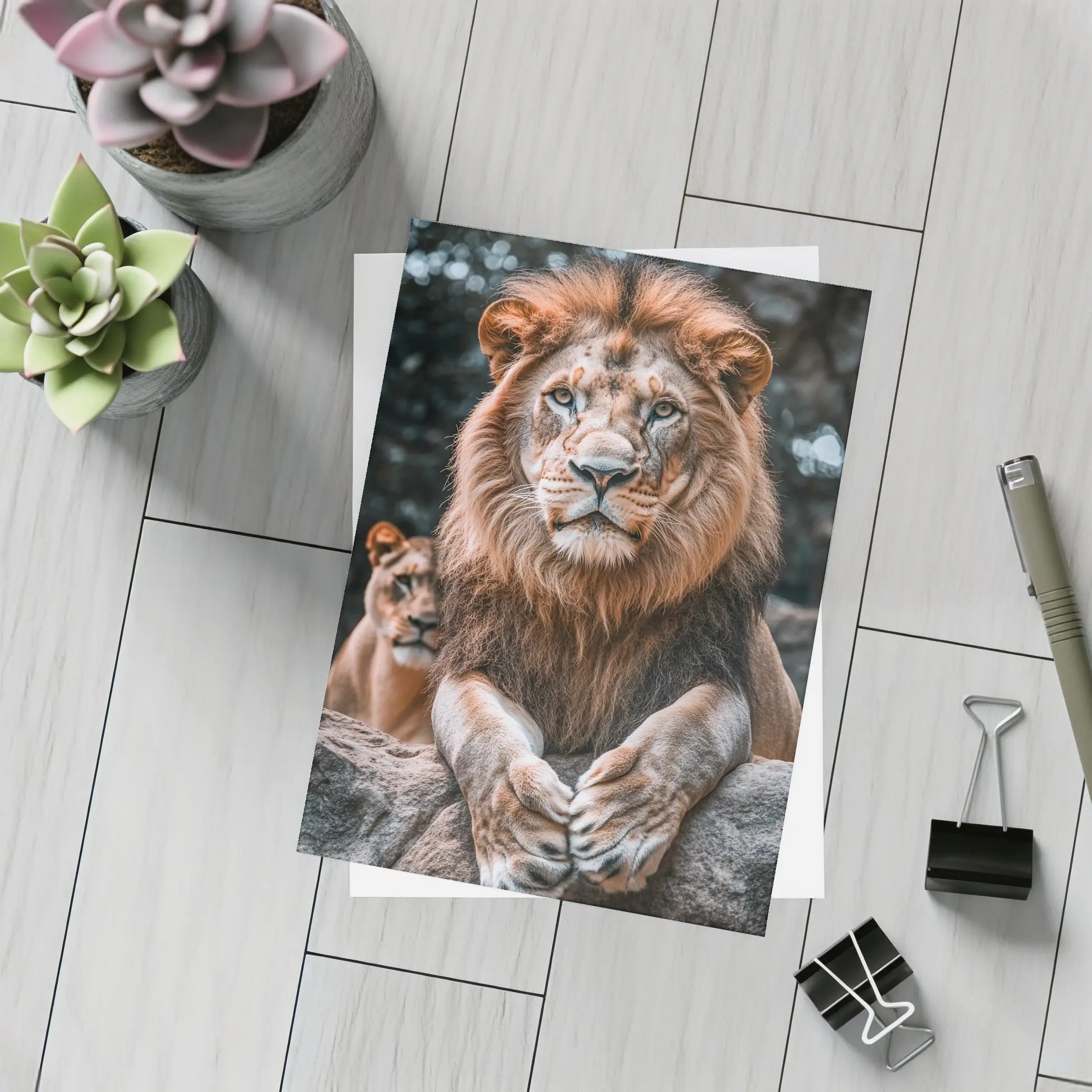 Male Lion Resting On Rocky Surface – Postcards