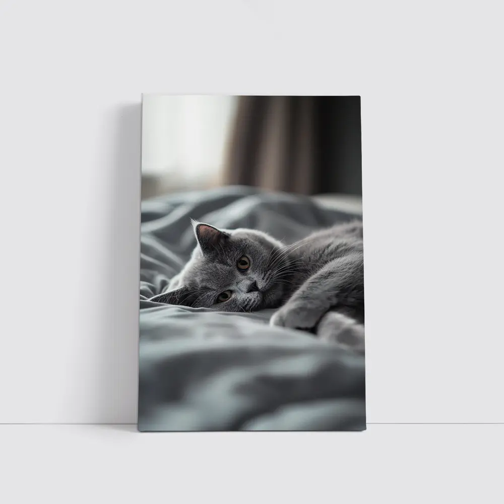 British Shorthair Cat Resting On Gray Bedding – Wall Art
