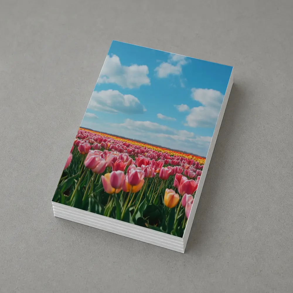 Pink Tulip Field Blue Sky Clouds – Postcards