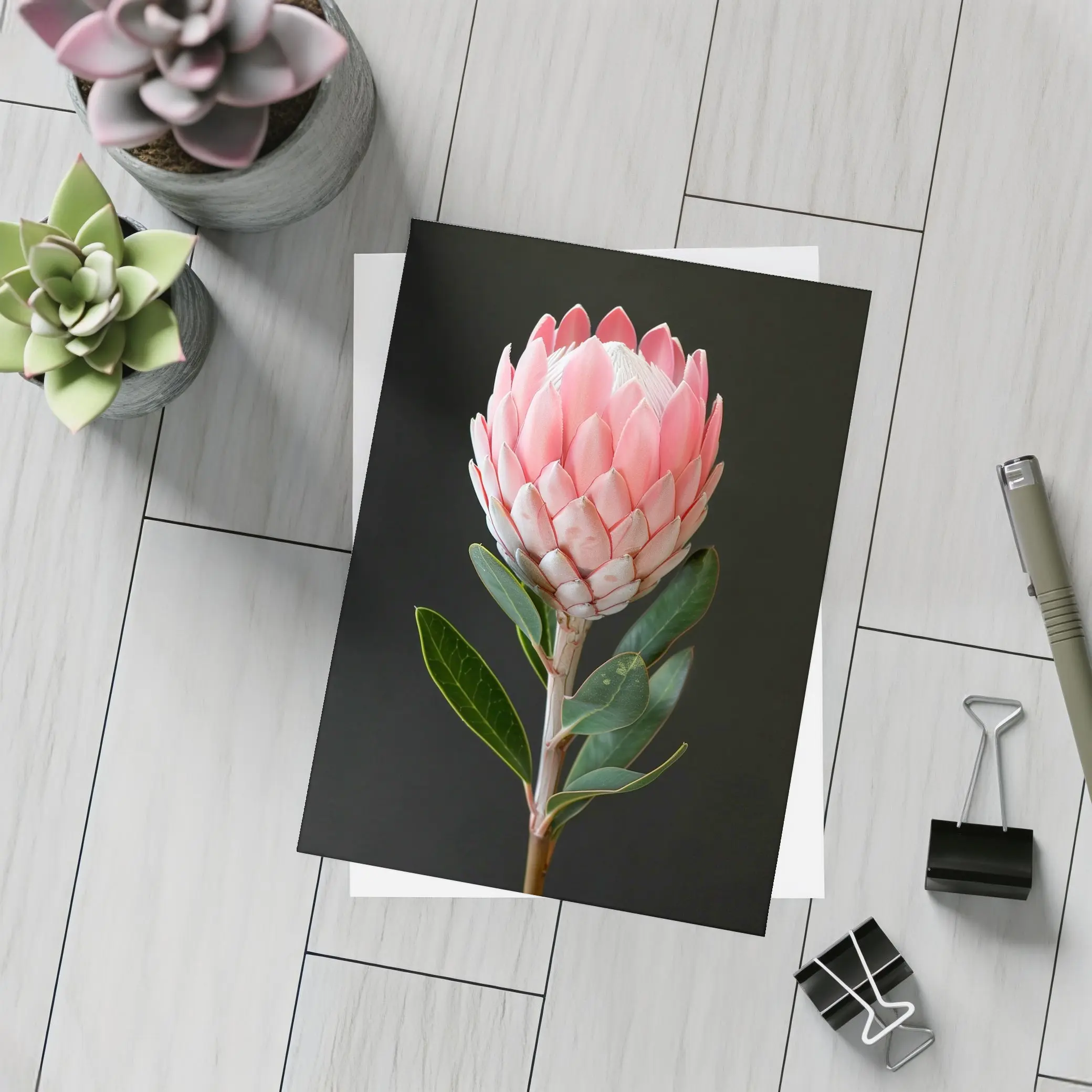 Pink Protea Flower Dark Black Background – Postcards