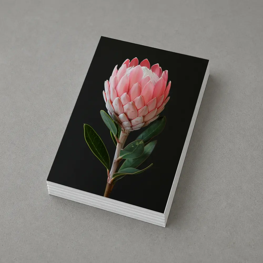 Pink Protea Flower Dark Black Background – Postcards