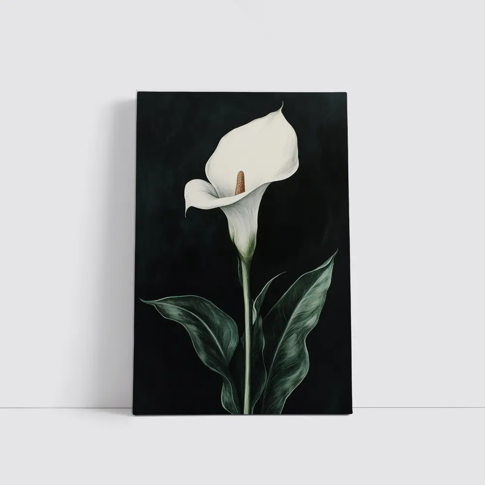Calla Lily White Flower Dark Black Background – Wall Art