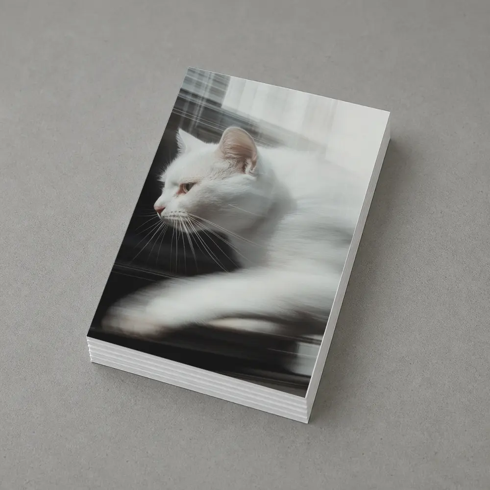 White Cat Resting By Window Light – Postcards