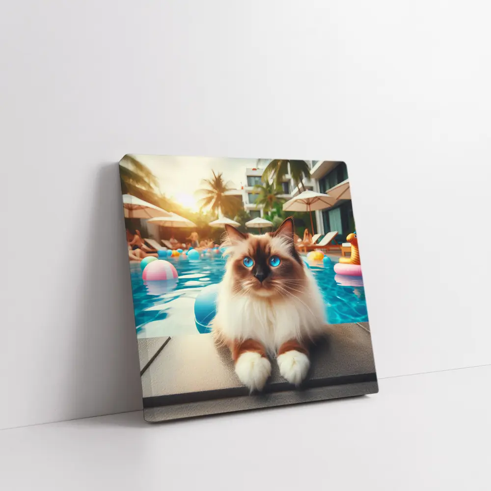 Ragdoll Cat Relaxing By Resort Pool – Wall Art