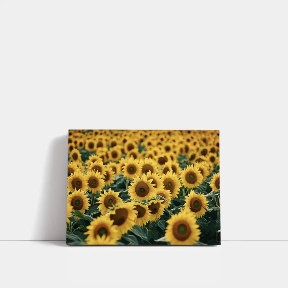 Sunflower Field Yellow Blooms Summer Landscape – Wall Art