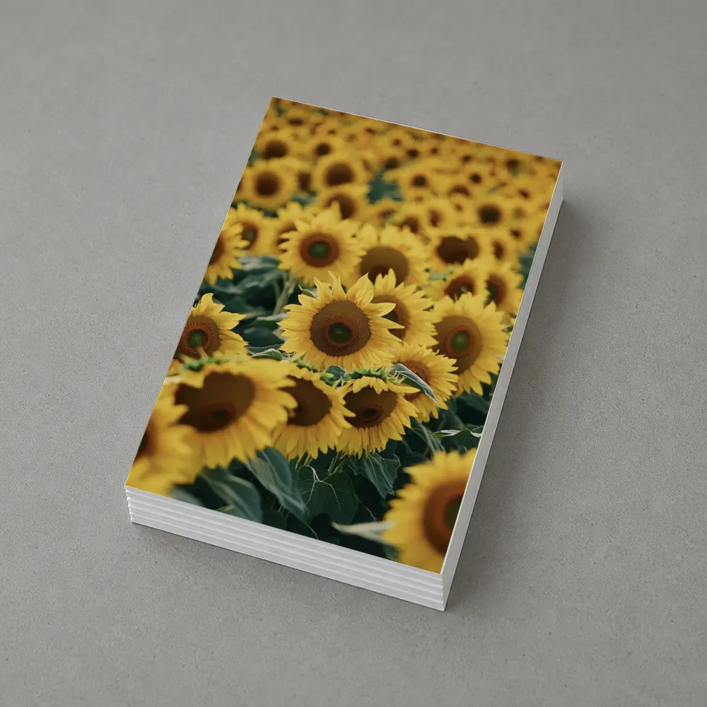 Sunflower Field Yellow Blooms Summer Landscape – Postcards