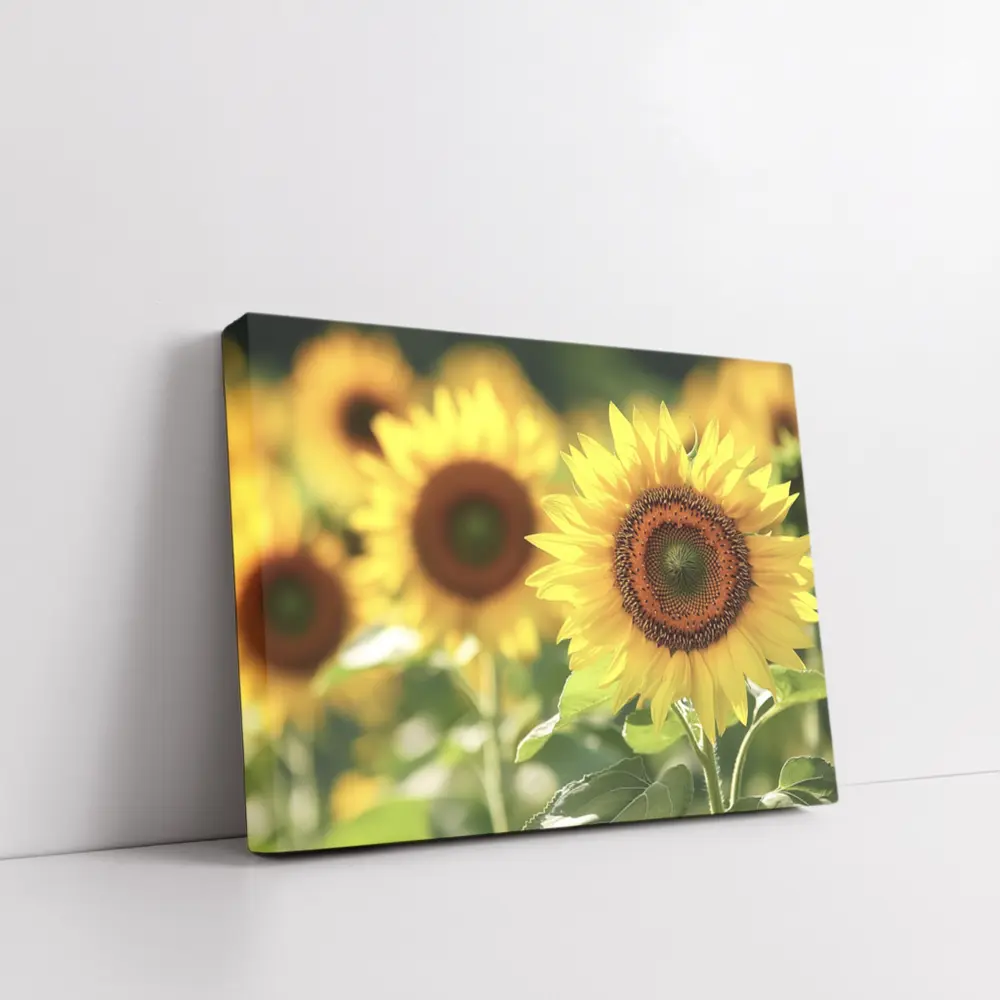 Sunflower Field Close Up Yellow Blooms – Wall Art