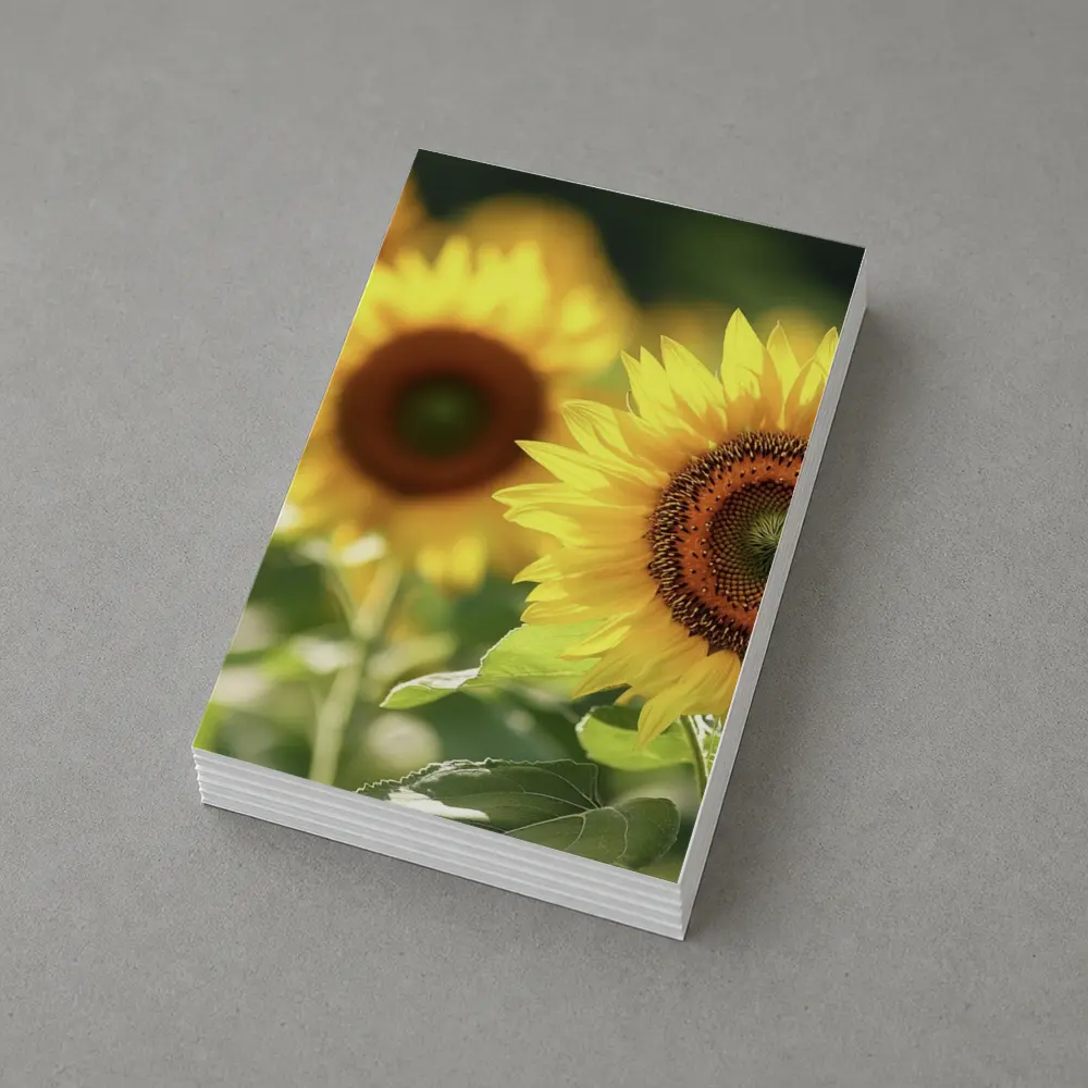 Sunflower Field Close Up Yellow Blooms – Postcards