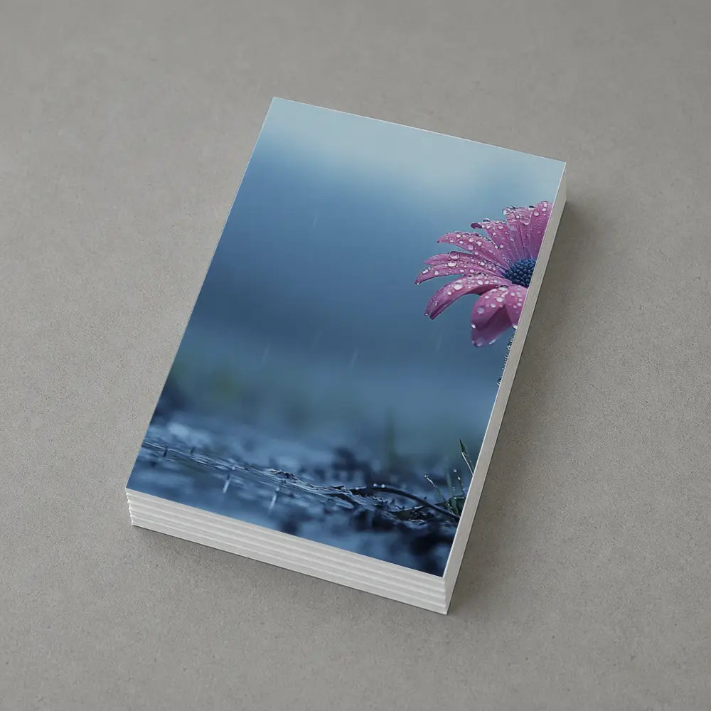 Pink Gerbera Daisy Flower Rain Blue Background – Postcards