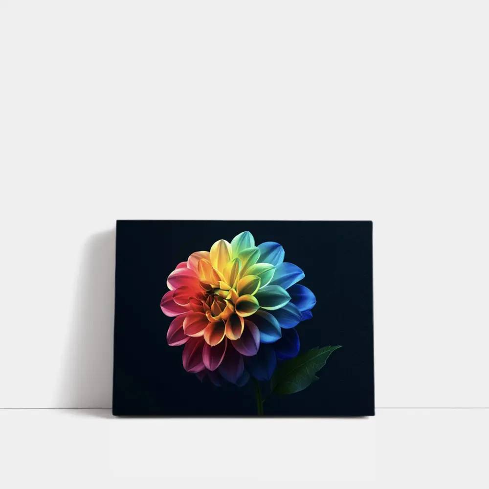 Rainbow Dahlia Flower Dark Background – Wall Art