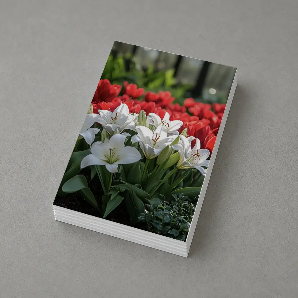White Lilies Red Tulips Garden Flower Bed – Postcards