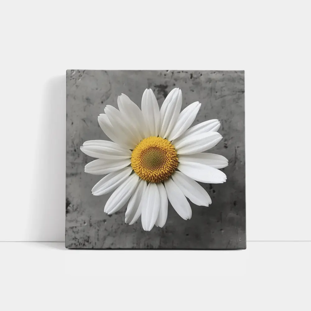 White Daisy Flower Gray Concrete Background – Wall Art