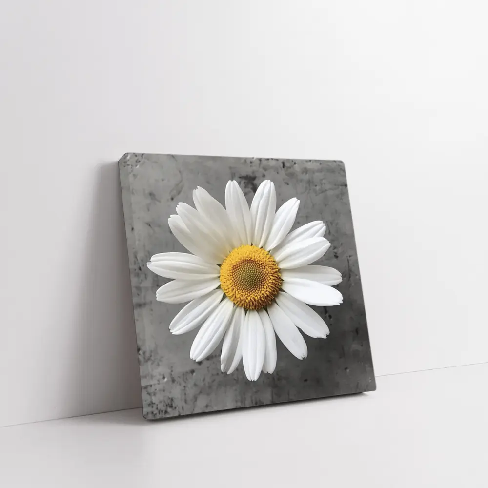 White Daisy Flower Gray Concrete Background – Wall Art