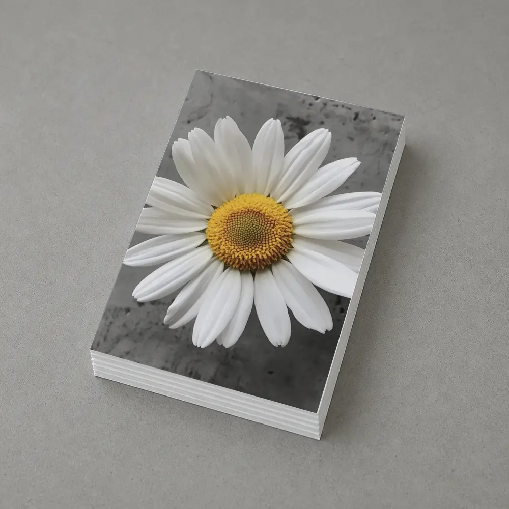 White Daisy Flower Gray Concrete Background – Postcards