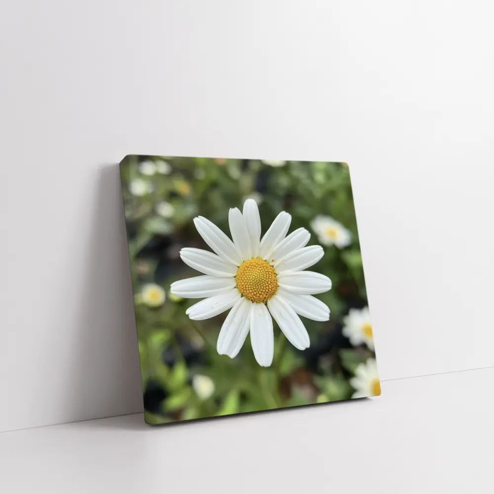 White Daisy Flower Green Garden Background – Wall Art