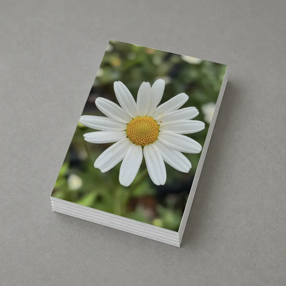 White Daisy Flower Green Garden Background – Postcards