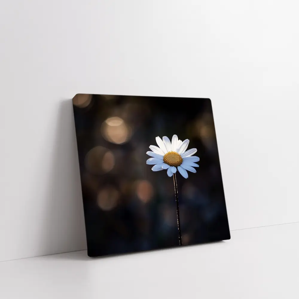 Single Daisy Flower Dark Bokeh Background – Wall Art
