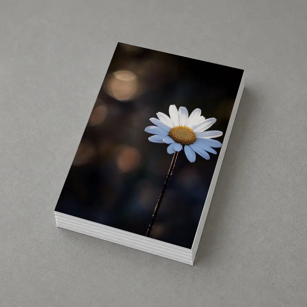 Single Daisy Flower Dark Bokeh Background – Postcards