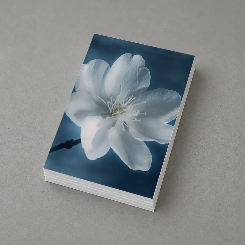 White Cherry Blossom Flower Blue Background – Postcards