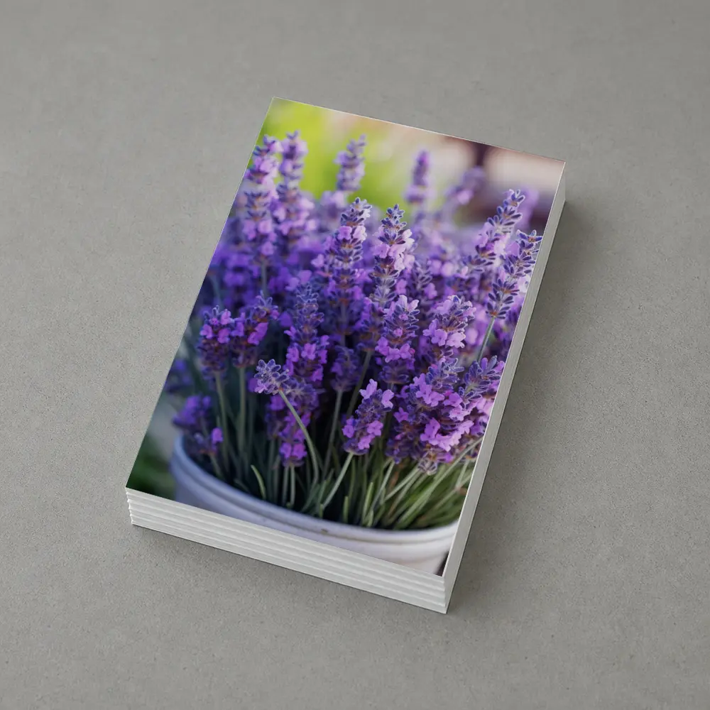 Lavender Flowers In White Pot Garden – Postcards