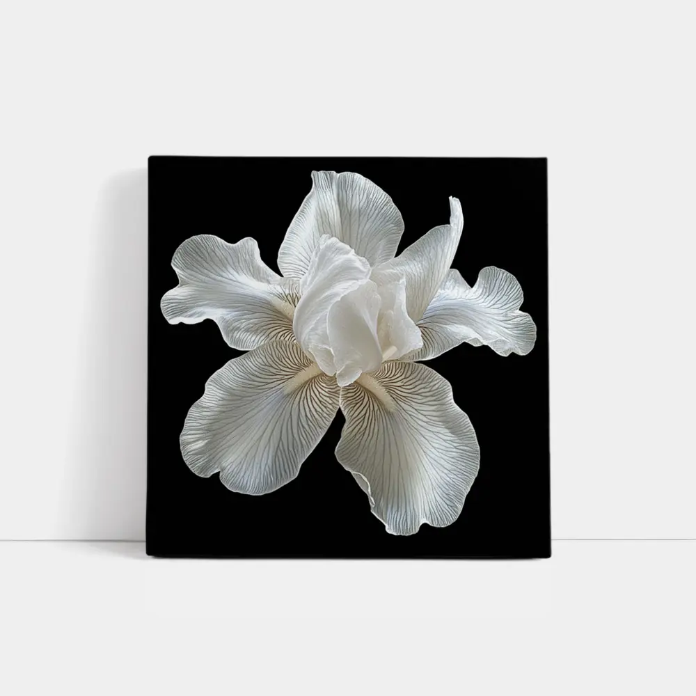 White Iris Flower On Black Background – Wall Art