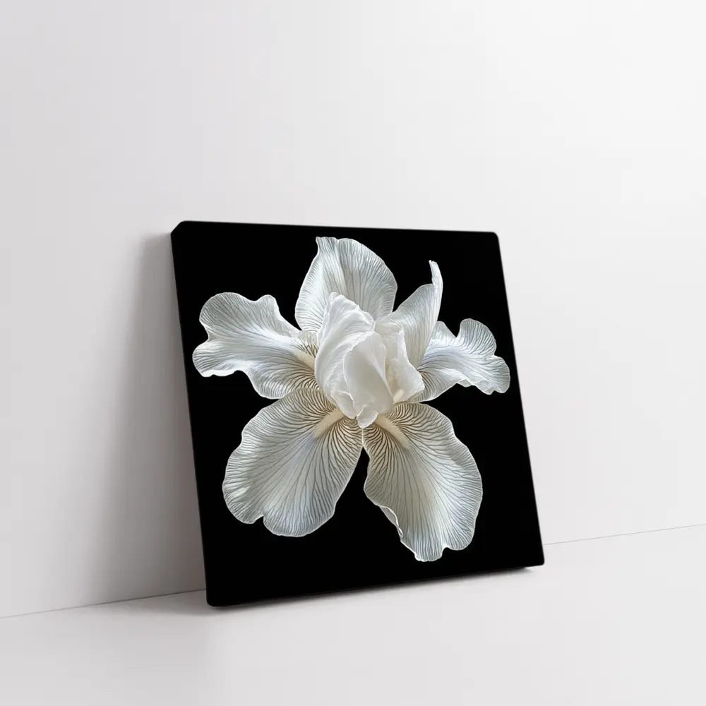 White Iris Flower On Black Background – Wall Art