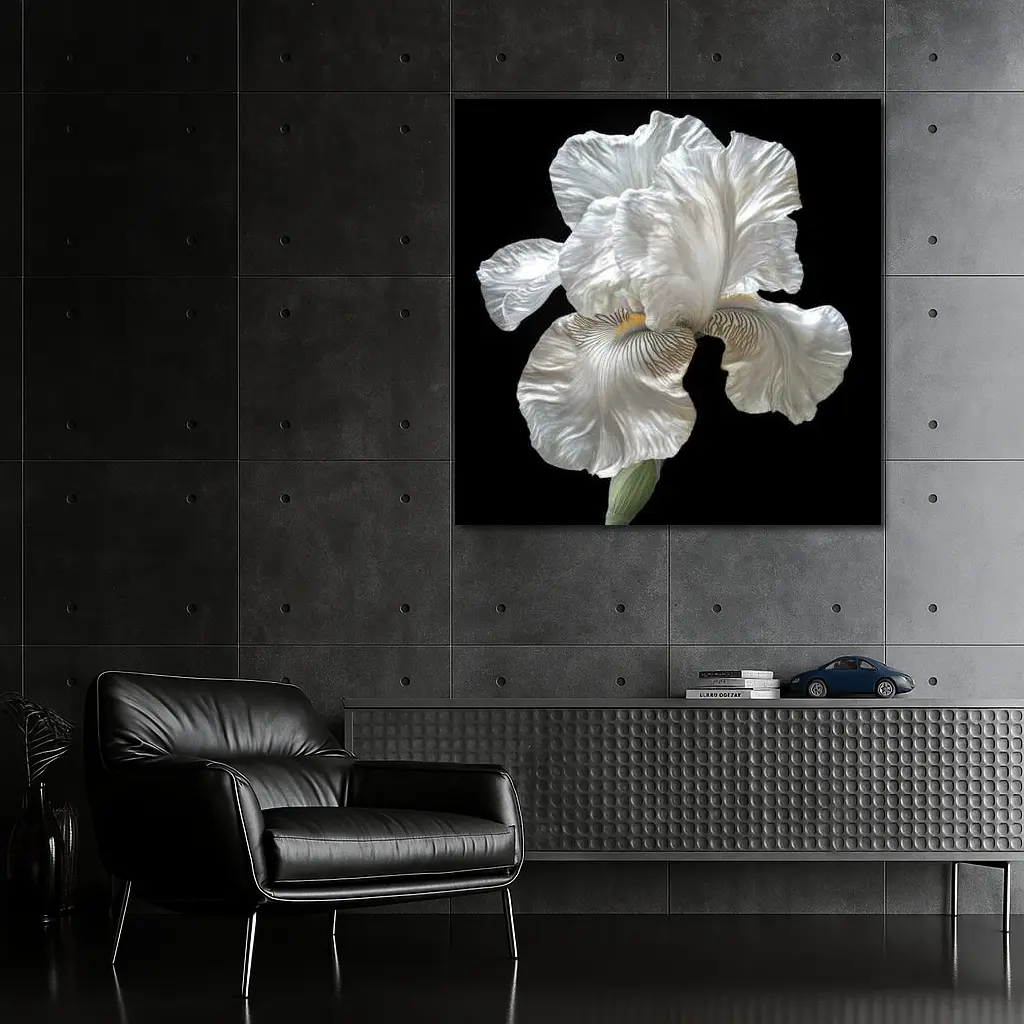 White Iris Flower On Black Background – Wall Art