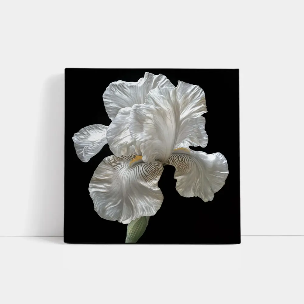 White Iris Flower On Black Background – Wall Art
